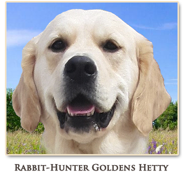 Rabbit Hunter Goldens Hetty